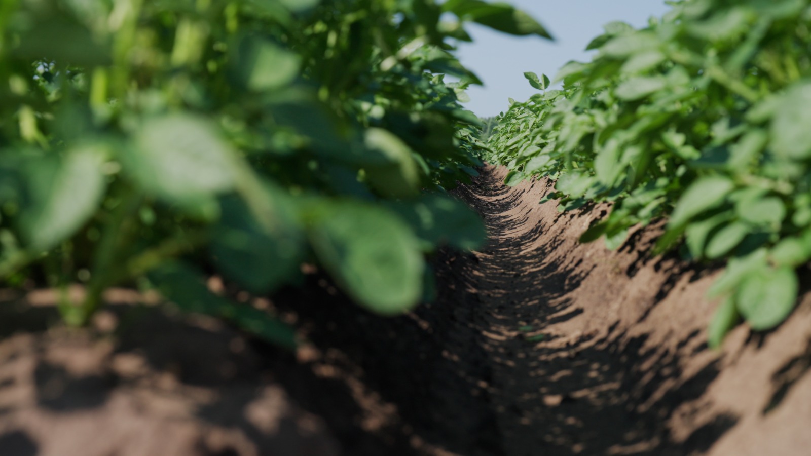 Perceel met aardappelen